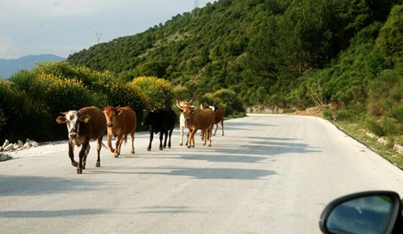 Τα ανεπιτήρητα βοειδή θέλει  να μαζέψει ο Δήμος Πάργας