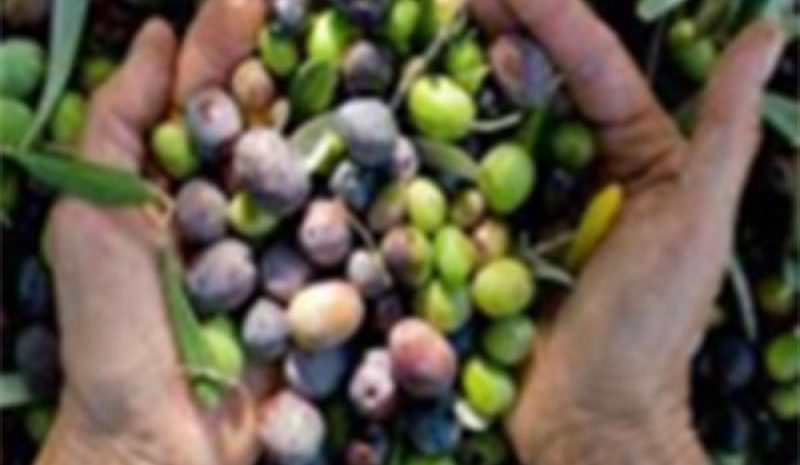 Να ενταχθούν σε καθεστώς αποζημιώσεων και  οι ελαιοπαραγωγοί ζητούν βουλευτές του ΣΥΡΙΖΑ
