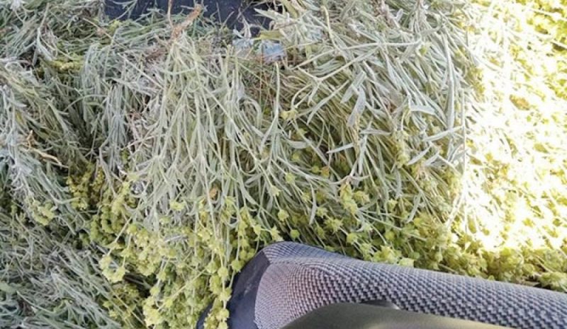 Είχαν μαζέψει μεγάλη ποσότητα  τσαγιού από τη Νεμέρτσικα