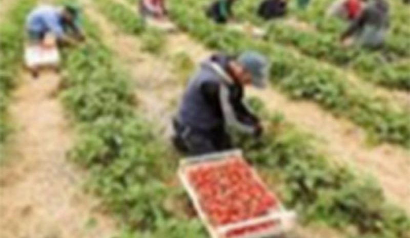 Παρατείνεται για 90 ημέρες  η παραμονή των εργατών γης