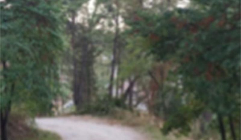 Απαγόρευση της κυκλοφορίας σε  Εθνικούς δρυμούς, δάση, δασύλλια