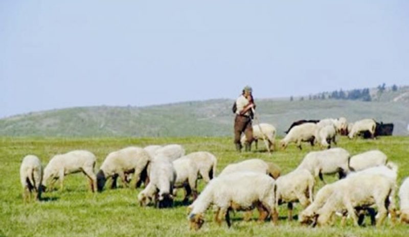 Συναγερμός και στους κτηνοτρόφους της Ηπείρου για τον καταρροϊκό πυρετό