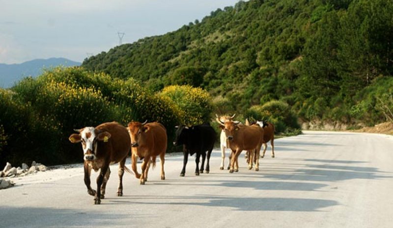 Προβλήματα στη Μηλιά Μετσόβου  από τις «αδέσποτες» αγελάδες! 