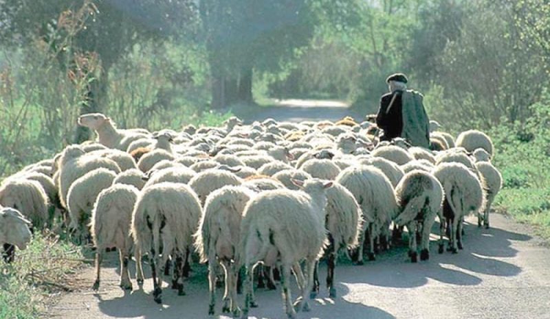 Έκτακτο σχέδιο για την αντιμετώπιση του καταρροϊκού πυρετού προβάτων 