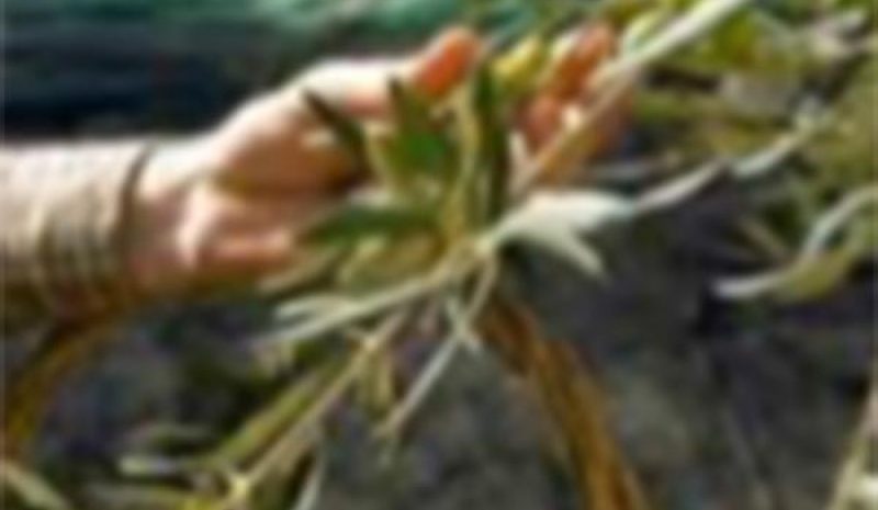 Έως 27/11 οι αιτήσεις ελαιοπαραγωγών  που επλήγησαν από την πανδημία