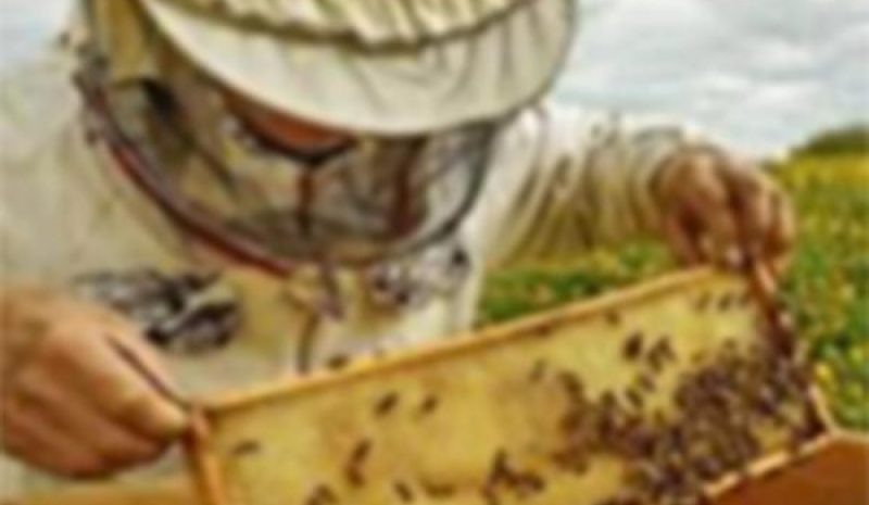Πολύ δύσκολη η φετινή χρονιά για τους μελισσοκόμους 