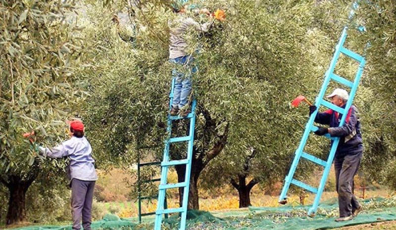 «Βραχνάς» στη Θεσπρωτία η έλλειψη εργατικών χεριών