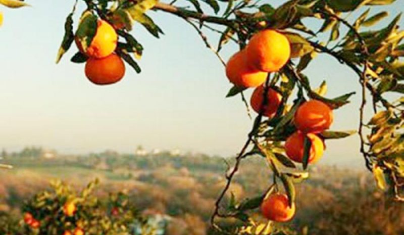 Μέτρα στήριξης για τους  παραγωγούς μανταρινιών