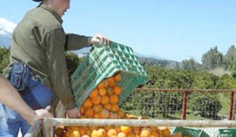 Στήριξη στον πρωτογενή τομέα με  ενισχύσεις άνω των 360 εκατ. ευρώ
