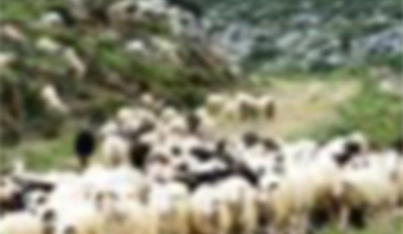 Αδιάθετα σε ποσοστό 70%  τα μανταρίνια της Άρτας