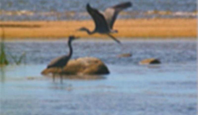 WWF: Να αποσυρθεί η διάταξη Ν/Σ για  ήπια αναπτυξιακά έργα σε περιοχές Natura