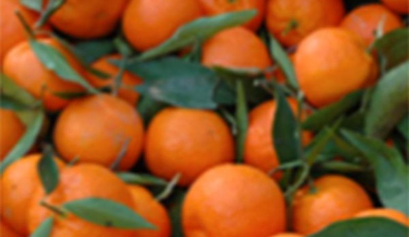 Αναζητείται τρόπος αποζημίωσης για τους παραγωγούς μανταρινιών