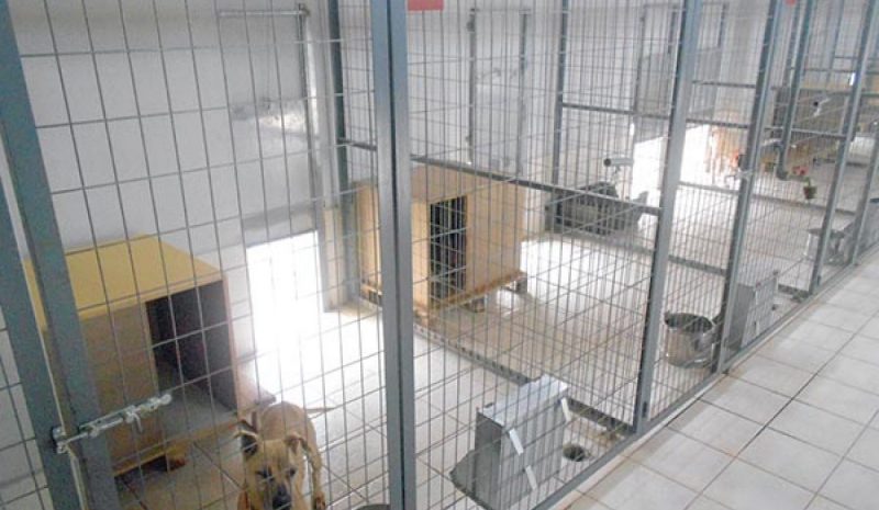  Το όνομα της Ντίνας Ζήκου στο Καταφύγιο Αδέσποτων