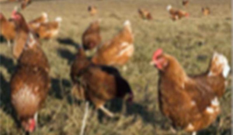 Συμφωνία για σύσταση Ενιαίας Διεπαγγελματικής Οργάνωσης Αυγού
