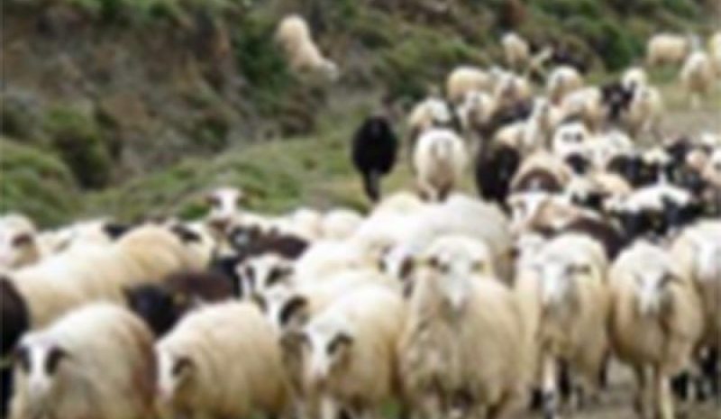 Πρόγραμμα διαχείρισης νεκρών ζώων υλοποιεί η Περιφέρεια Ηπείρου