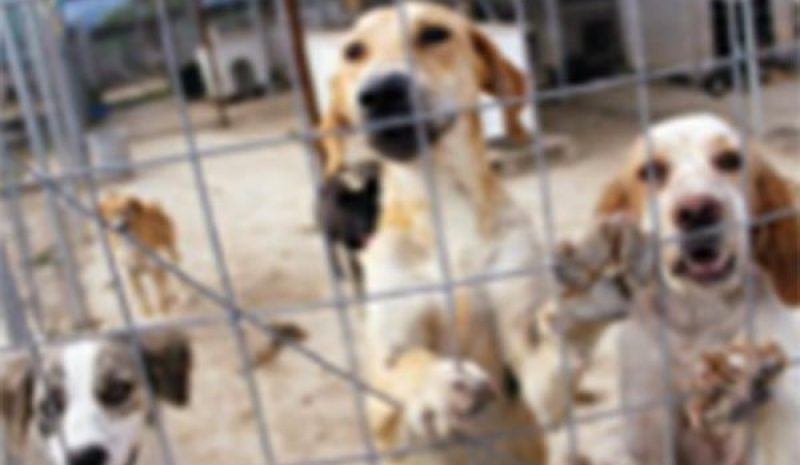 Συνεργασία Υπ. Αγροτικής Ανάπτυξης - ΕΛ.ΑΣ. για αποτελεσματικότερη προστασία των ζώων