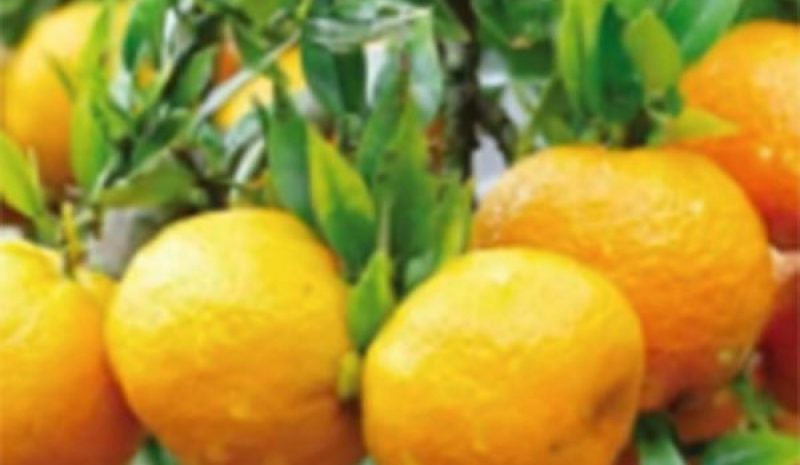 Πότε αναμένεται να αποζημιωθούν  οι παραγωγοί εσπεριδοειδών Άρτας