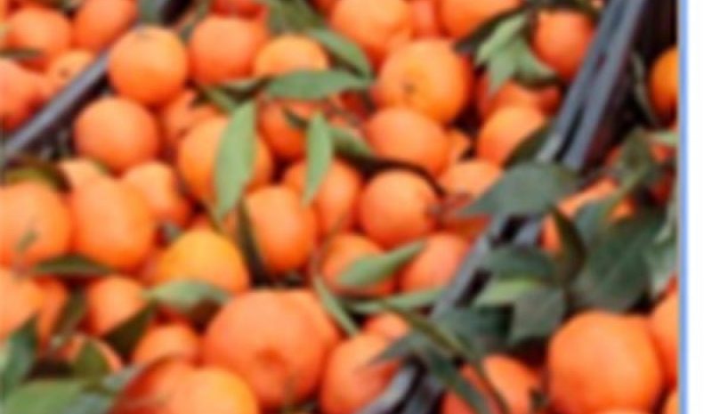  Ερώτηση στη Βουλή για τους εσπεριδοπαραγωγούς Άρτας 