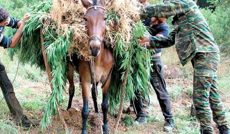 Η Αλβανία «πρωταθλήτρια» στην παραγωγή και εμπορία κάνναβης!