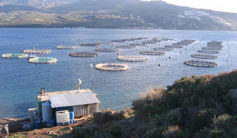 Έχουν μέλλον οι ιχθυοκαλλιέργειες στη Σαγιάδα και την Αλβανία 