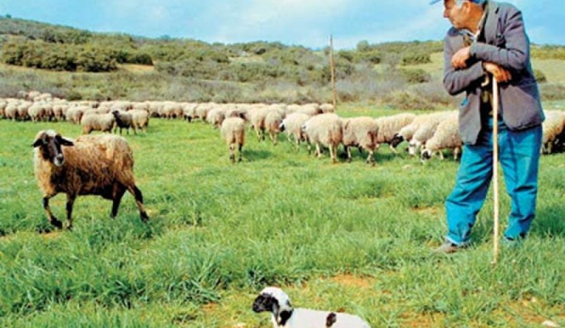 Κίνδυνος να μείνουν εκτός ΚΑΠ  σημαντικές εκτάσεις βοσκοτόπων 