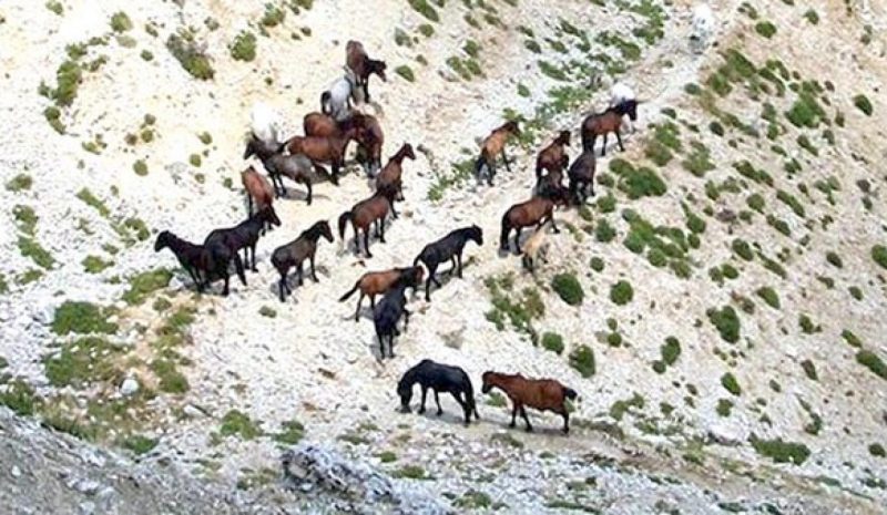 Οι αρμόδιες υπηρεσίες να συντηρήσουν  τις υποδομές για τα άγρια άλογα Σουλίου