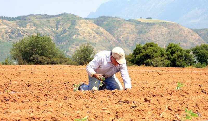 Τα ποντίκια απειλούν με καταστροφή τις  πατατοκαλλιέργειες στη Χρυσοβίτσα!