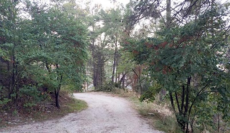 Ανάγκη καθαρισμού και προστασίας  του αισθητικού δάσους Ιωαννίνων