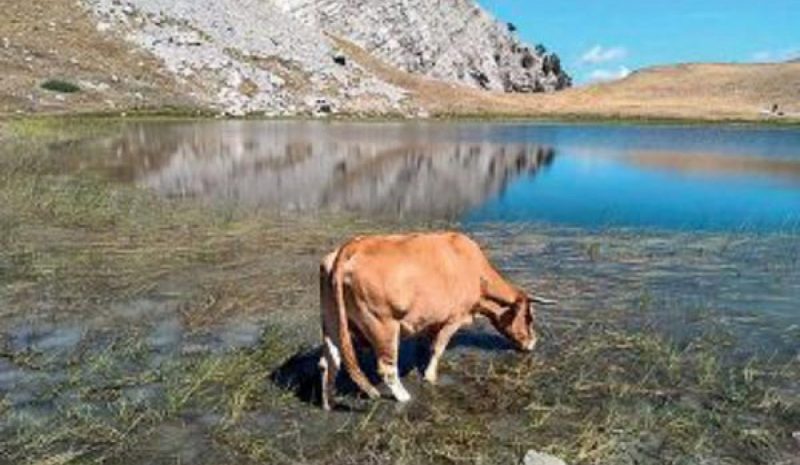 Τέλος στη βόσκηση βοοειδών σε Δρακόλιμνη και Ριζίνα!