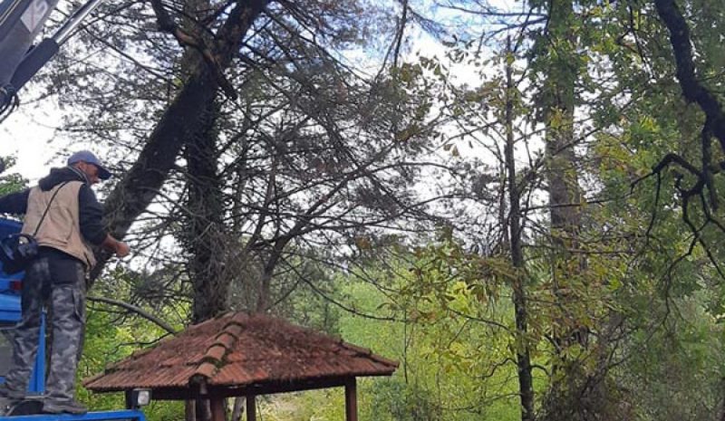 Κλαδεύει ξερά και επικίνδυνα  δέντρα ο Δήμος Πωγωνίου