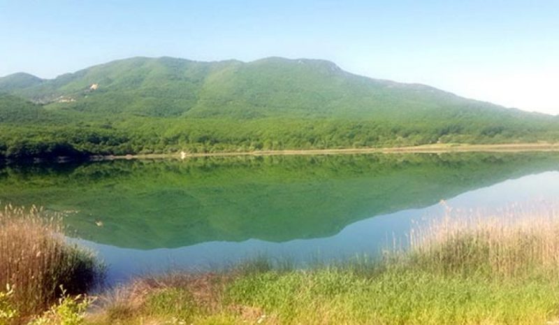 Ξενόφερτες μέδουσες  στη λίμνη Ζαραβίνα