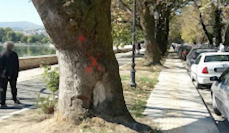 Καθυστερεί η κοπή νεκρών πλατάνων στην παραλίμνιο