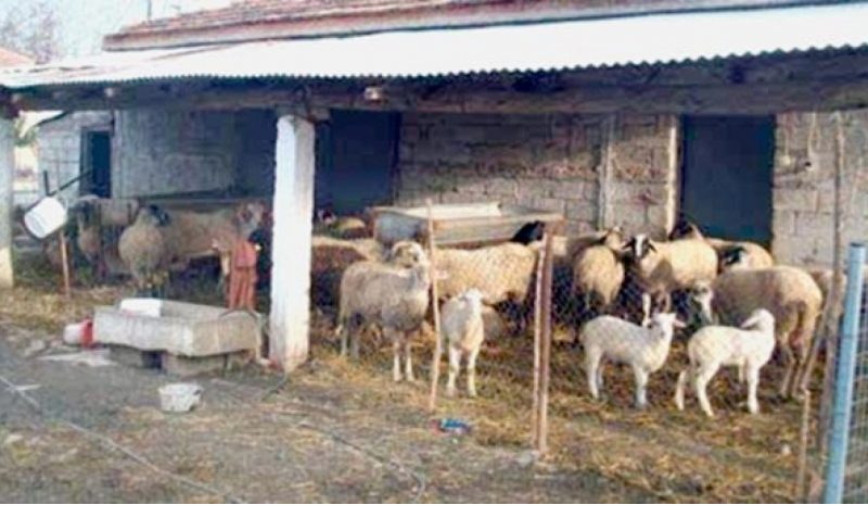Μόνο 16.000 κτηνοτροφικές εγκαταστάσεις είναι νόμιμες!  