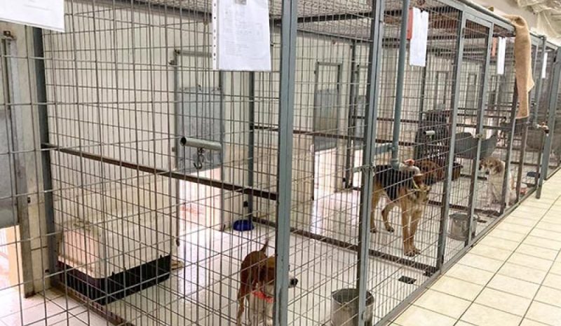 Ημέρες υιοθεσίας ζώων από  το κυνοκομείο Δήμου Ιωαννιτών 