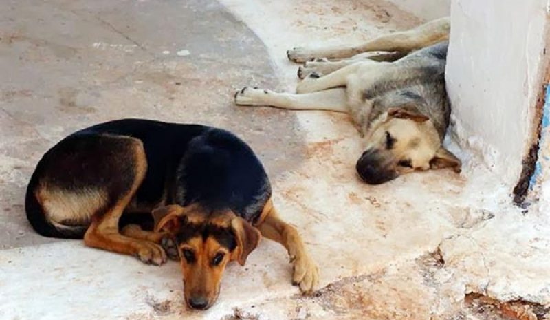 Θέλει... δουλειά ακόμα για  να μειωθούν τα αδέσποτα!