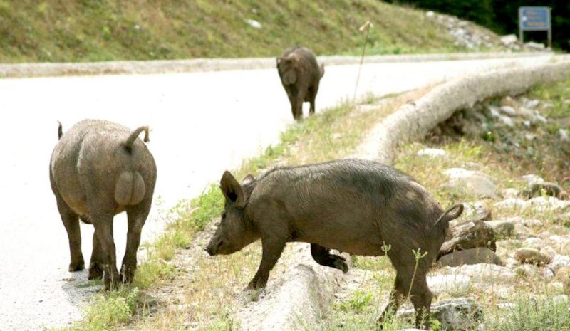 Σύγκρουση τζιπ με αγριογούρουνα στην Εθνική Οδό προς Καλπάκι
