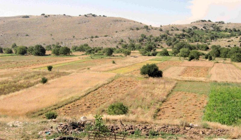 «Επιστρέφονται» για καλλιέργειες  χωράφια που δασώθηκαν