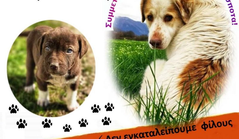 Εκδήλωση για τα αδέσποτα  στο Γυμνάσιο Ελεούσας