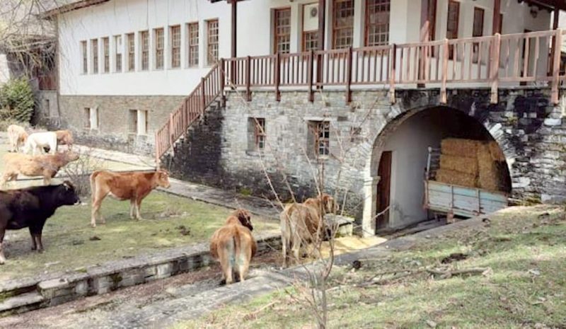 Κοπάδια από αγελάδες και πρόβατα   γυροφέρνουν ανεπιτήρητα στα χωριά