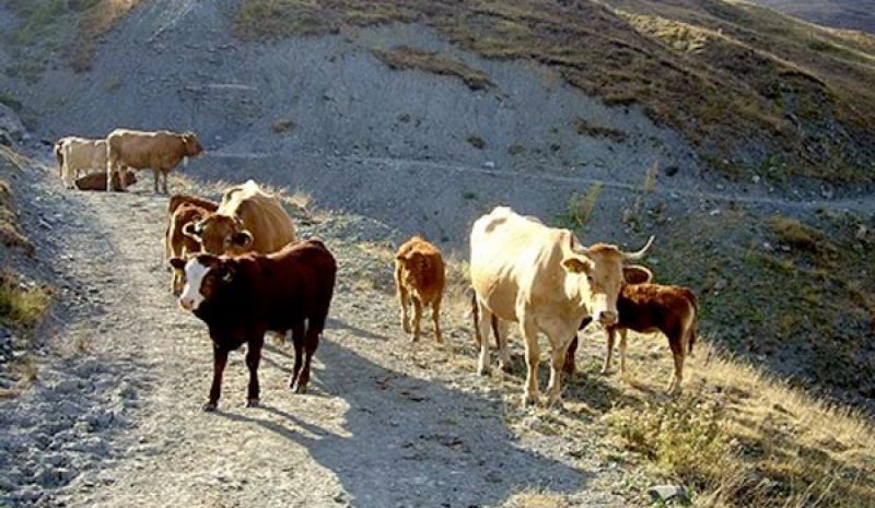 Σε σφαγή οδηγούνται παραγωγικά αιγοπρόβατα και αγελάδες!