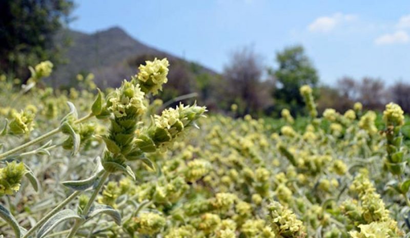 Η εξόρμηση στο βουνό για τσάι  εξελίχθηκε σε περιπέτεια...