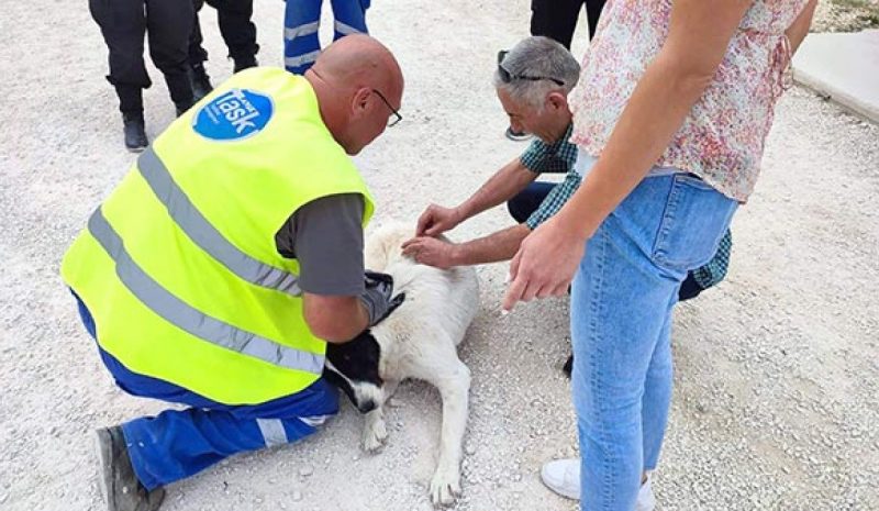 Συνεχής η προσπάθεια  για υιοθεσίες αδέσποτων 