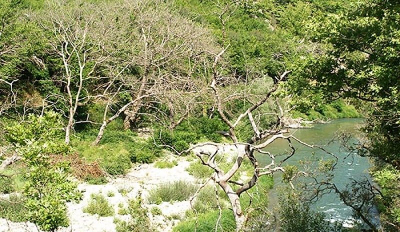 O Καλαμάς μετατράπηκε σε  «νεκροταφείο» πλατάνων!