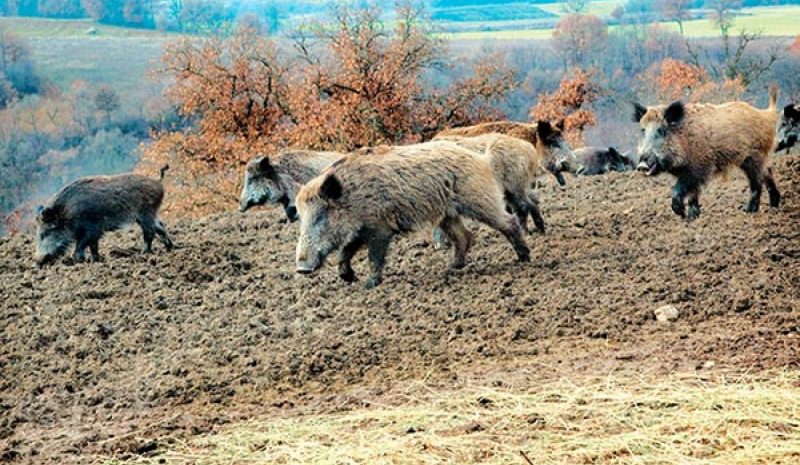 Αγέλες αγριόχοιρων «σαρώνουν» τις καλλιέργειες σε Κρύα – Λαψίστα