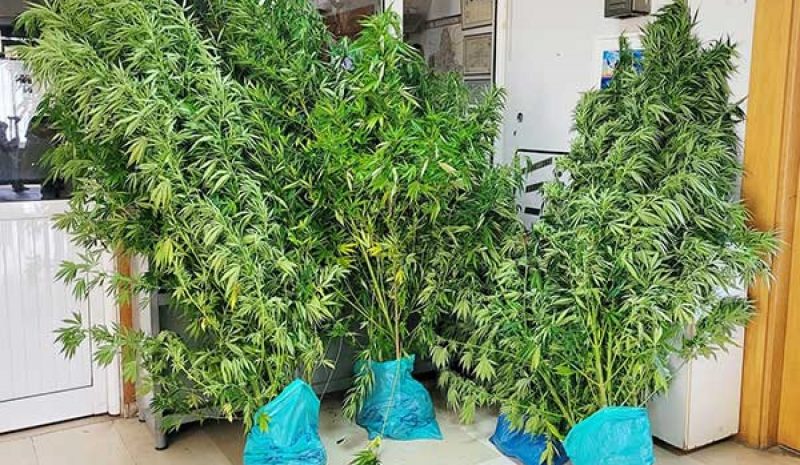  Φυτεία χασίς εντοπίστηκε  στους Μελιγγούς Δωδώνης