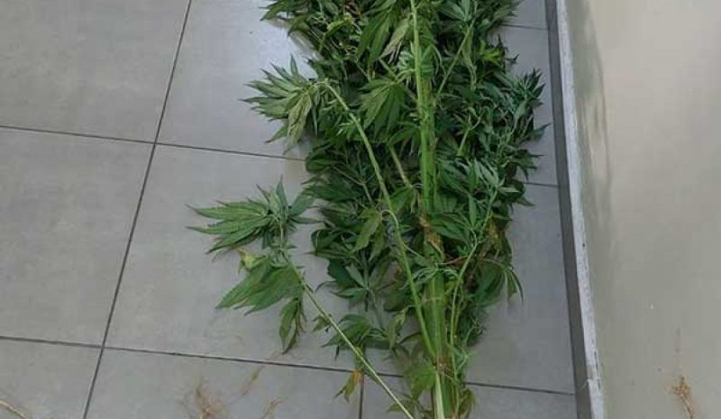 Είχε χασίς, δενδρύλλιο  και μία… καραμπίνα!