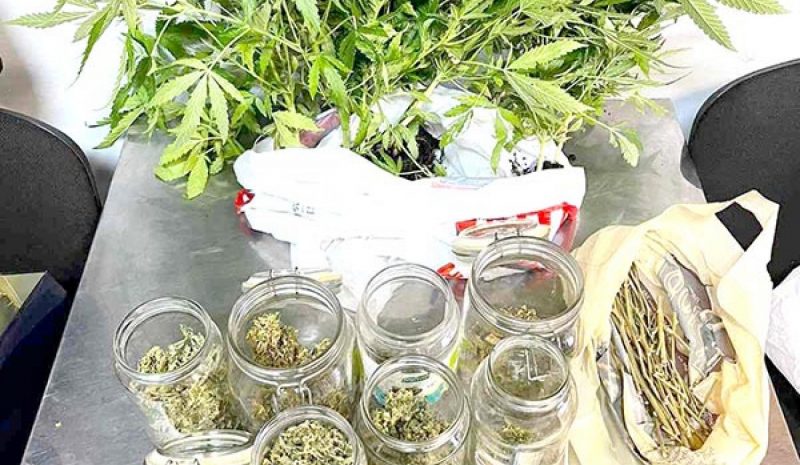 Καλλιεργούσε δενδρύλλια κάνναβης  στο μπαλκόνι του σπιτιού του 