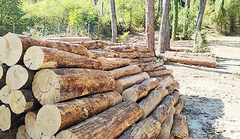 Συμπόσιο για αστικό πράσινο  δάση και ασθένεια πλατάνων 