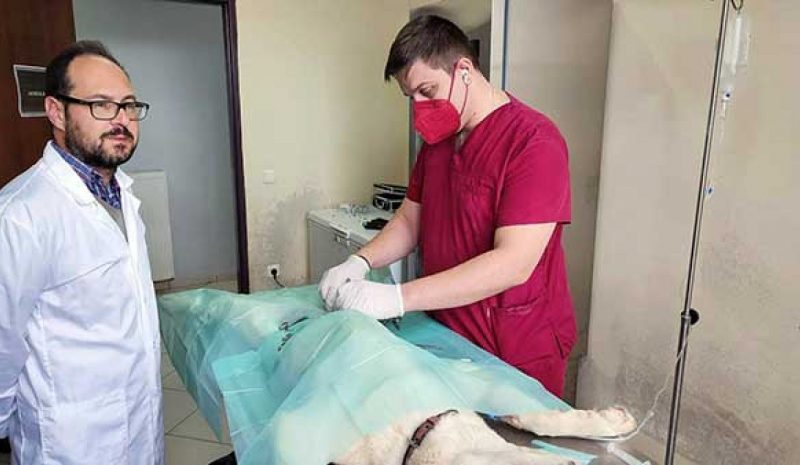 Δεκάδες αδέσποτα στείρωσε  ο Δήμος και τον Δεκέμβριο!