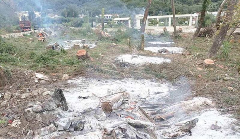 Απογυμνώθηκαν από τα πλατάνια  ολόκληρες παραποτάμιες περιοχές!
